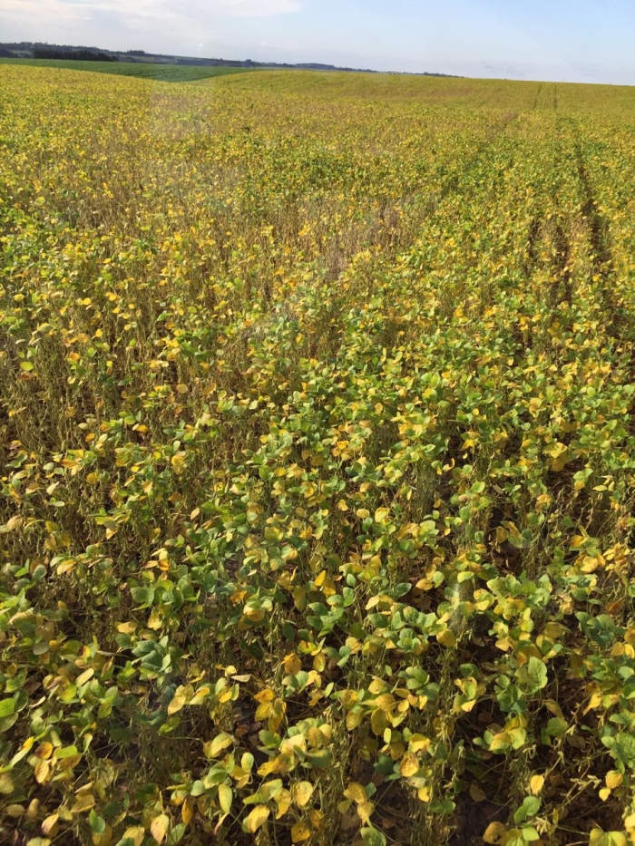 Imagem do dia - Dessecação da soja em Santa Rita (PY), do produtor Valdemar