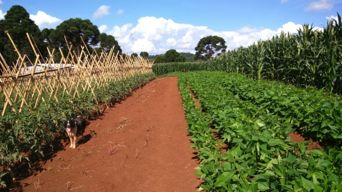 Imagem do dia - Diversidade de culturas em Caseiros (RS), na propriedade de Milton Paim. Enviado pelo Técnico Agrícola Edimar José Cecchin
