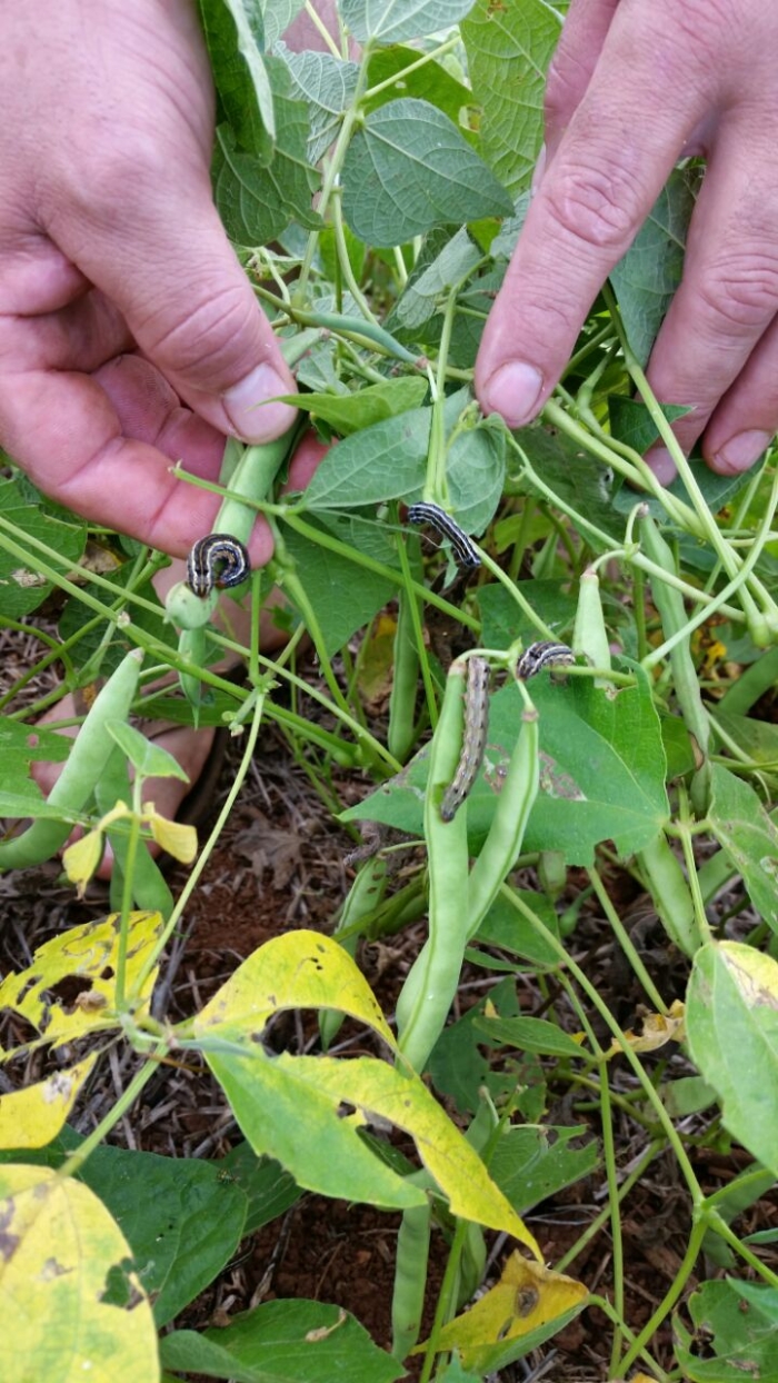 Imagem do dia - Ataque de lagarta spodoptera na lavoura de feijão em Frascisco Beltrão (PR). Enviado pelo consultor Carlos Mayer