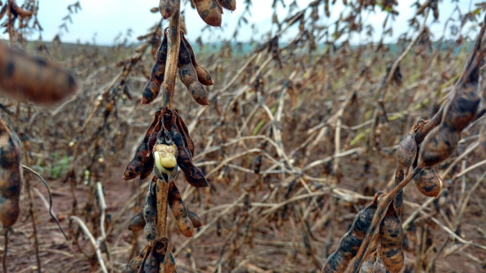 Imagem do dia - Prejuízos na lavoura de soja em Quinta do Sol (PR)