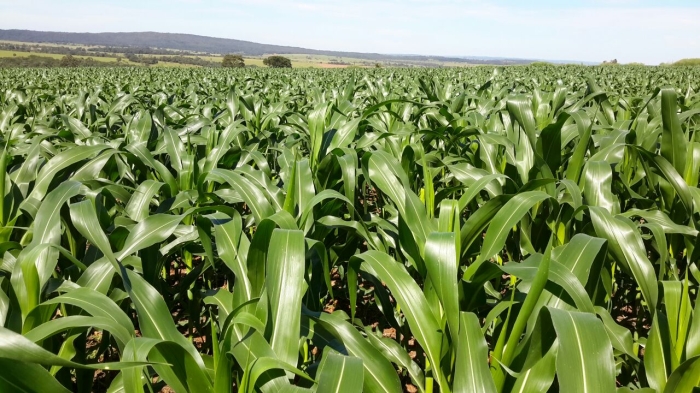 Imagem do dia - Lavoura de milho em  Piracanjuba (GO). Enviado por Alexandre Elias