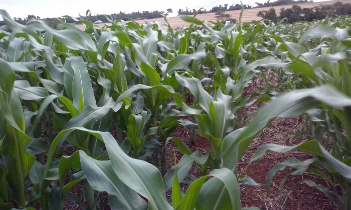 Imagem do dia - Lavoura de milho em Mamborê (PR), do produtor Valdecir Spilka
