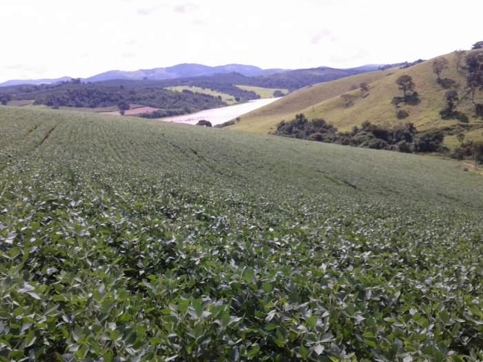 Imagem do dia - Lavoura de soja em Botelhos (MG), do produtor Josmar José Vitor. Enviado por Rafael Petreca Vitor