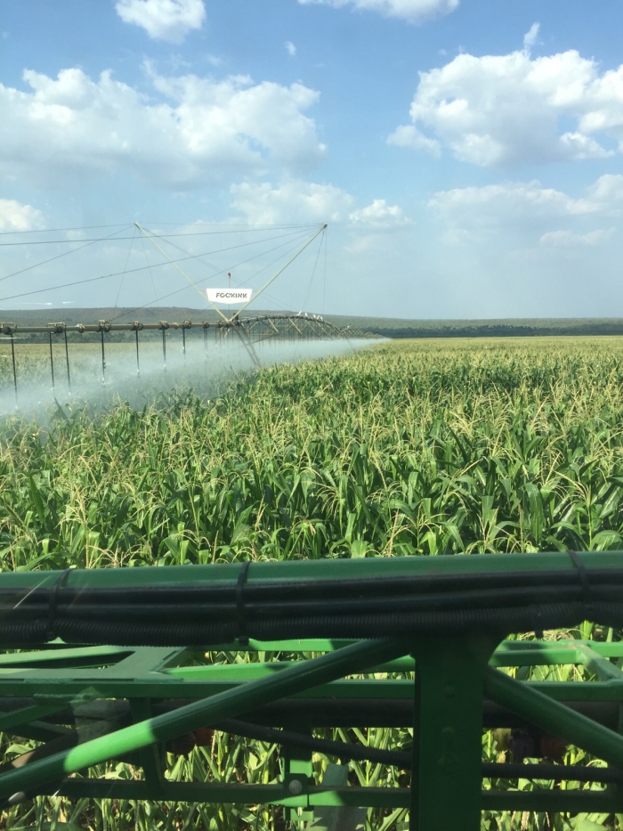 Imagem do dia - Lavoura de milho em Balsas (MA), do produtor Valerio Mattei