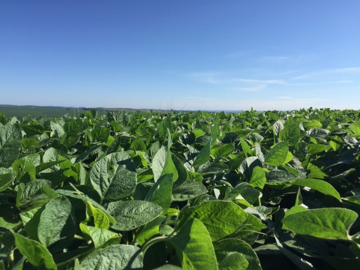 Lavoura de soja em Sananduva/RS