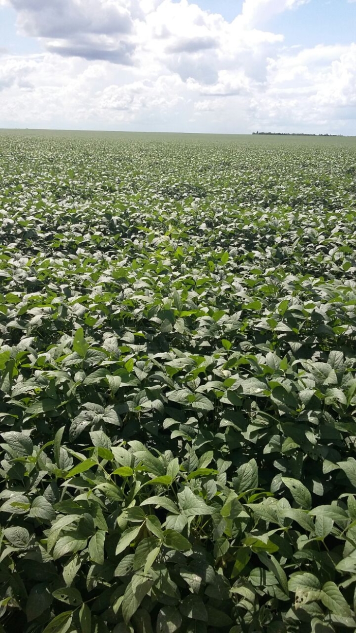 Imagem do dia - Lavoura de soja em Chapadinha (MA). Enviado por Vilson Ambrozi