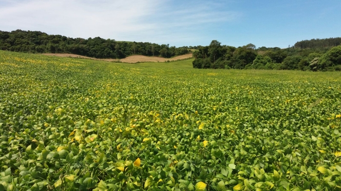 Imagem do dia - Lavoura de soja de Campinas do Sul (RS). Enviado por Lucas Momo