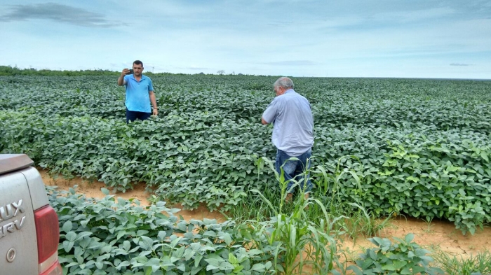 Imagem do dia - Lavoura de soja em Colinas (MA). Enviado por Altenir Lang