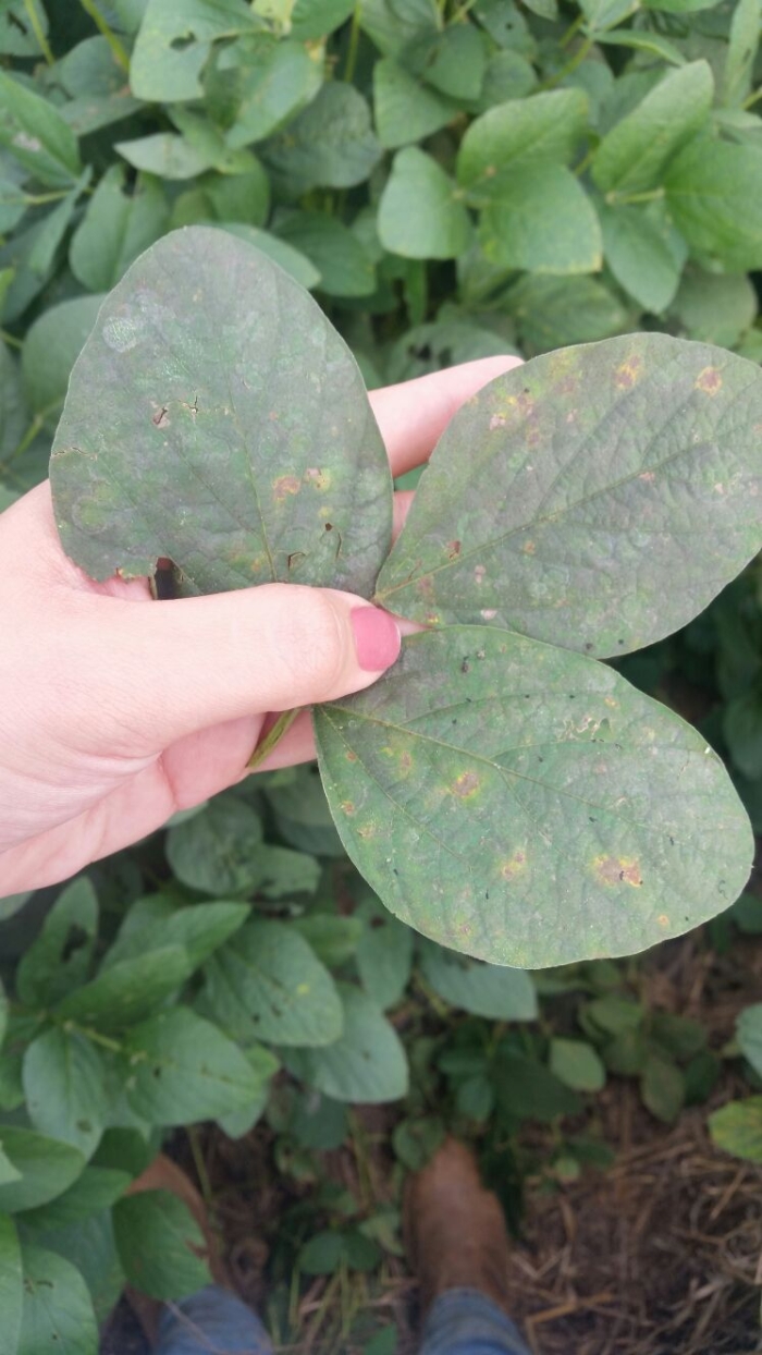 Imagem do dia - Fumagina em soja em Tapurah (MT). Enviado pela Engenheira Agrônoma Barbara Manzano
