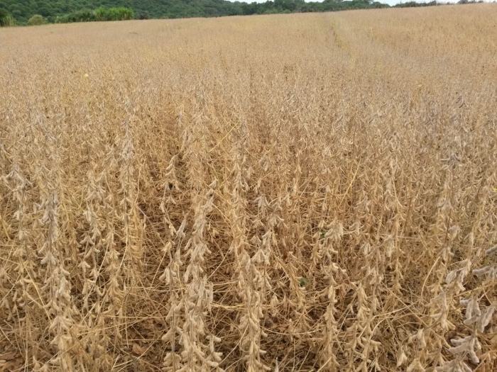 Imagem do dia  - Colheita de soja em Pontão (RS)