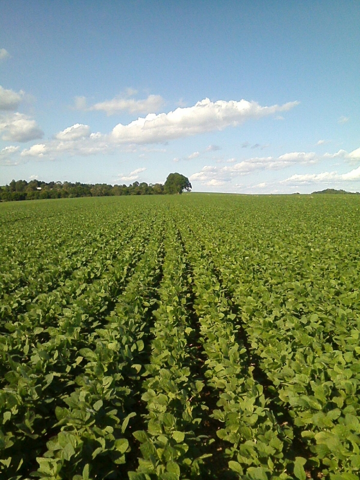 Imagem do dia - Lavoura de soja em Saldanha Marinho (RS). Enviada pelo Técnico Agrícola Daniel Ledur