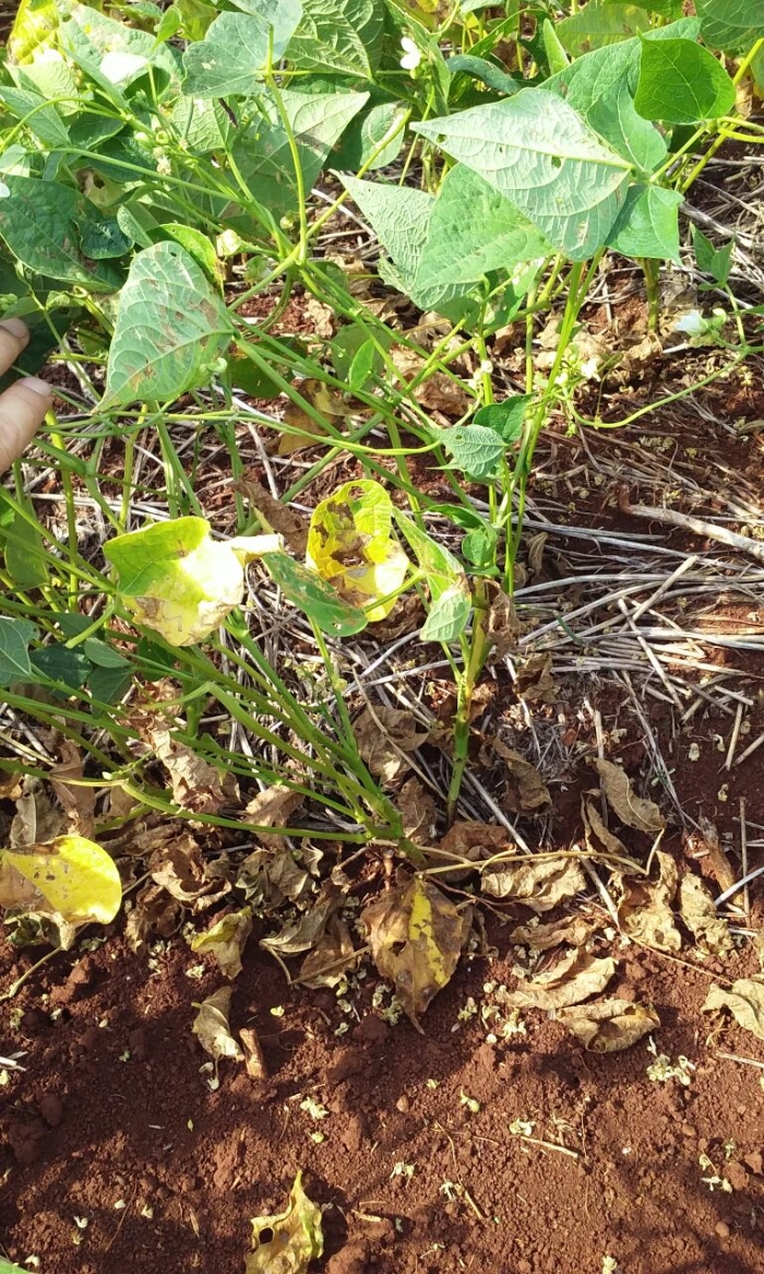 Imagem do dia - Lavoura de feijão em Boa Esperança do Iguaçu (PR), do Família Borsa