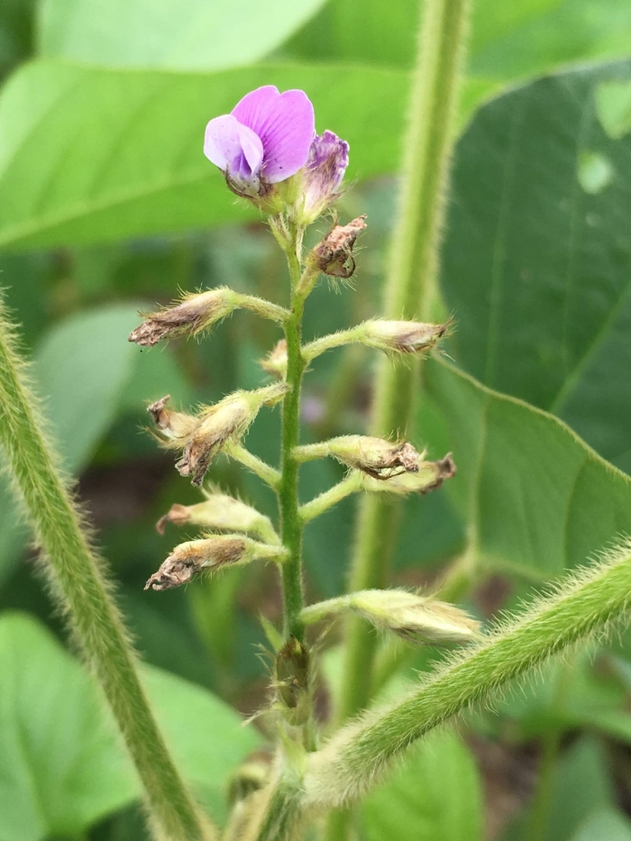 Imagem do dia - Floração da soja em Santana do Araguaia (PA)