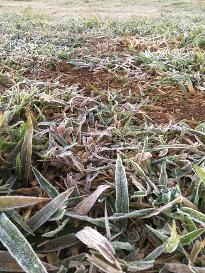 Geada em Dourados (MS) - Foto: Martim Andrada/TV Morena