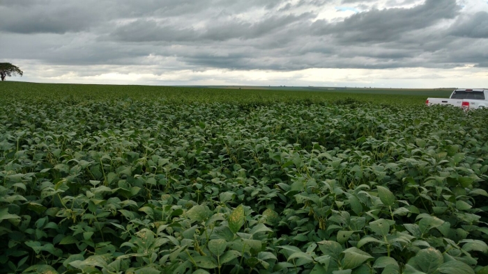 Imagem do dia - Lavoura de soja em Joviânia (GO)