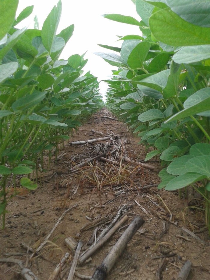 Imagem do dia - Lavoura de soja na Fazenda Sorriso em Cláudia (MT). Enviado por Valdecir Müller