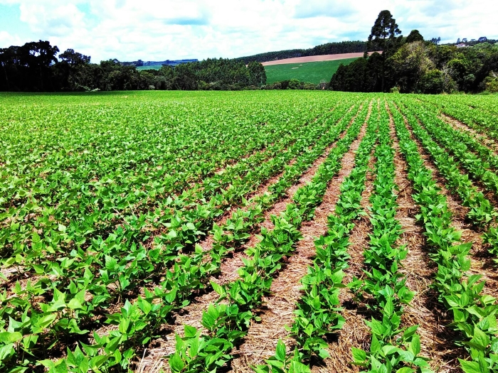 Imagem do dia - Lavoura de feijão safrinha em Reserva (PR), do produtor Odair Pillati