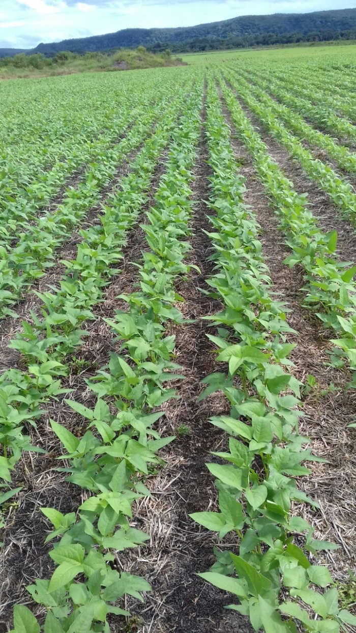 Imagem do dia - Lavoura de feijão caupi na Fazenda Marques em Guaranta do Norte (MT), dos produtores Tiago Daniel e Giovane Moises Marques dos Santos