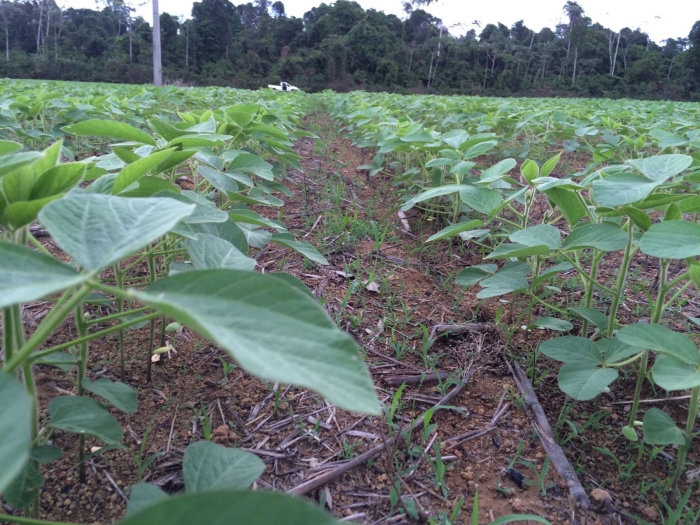 Imagem do dia - Fazenda Bugrinha em Paragominas (PA), do produtor Geremias Dias. Enviado pelo Engenheiro Agrônomo Paulo Henrique Rocha Barros