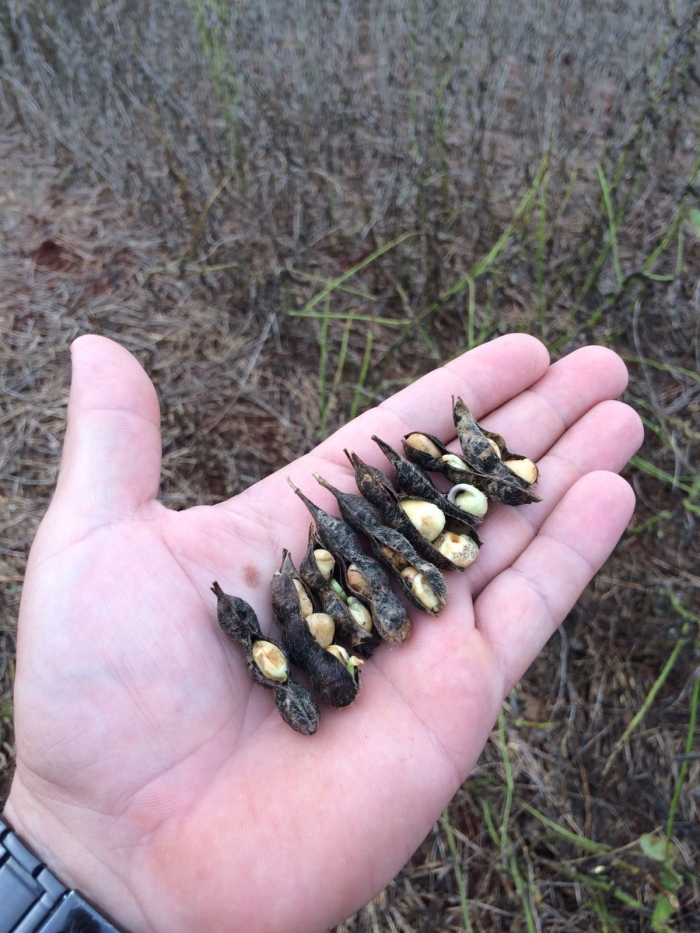 Imagem do dia - Soja em Sertanópolis (PR)