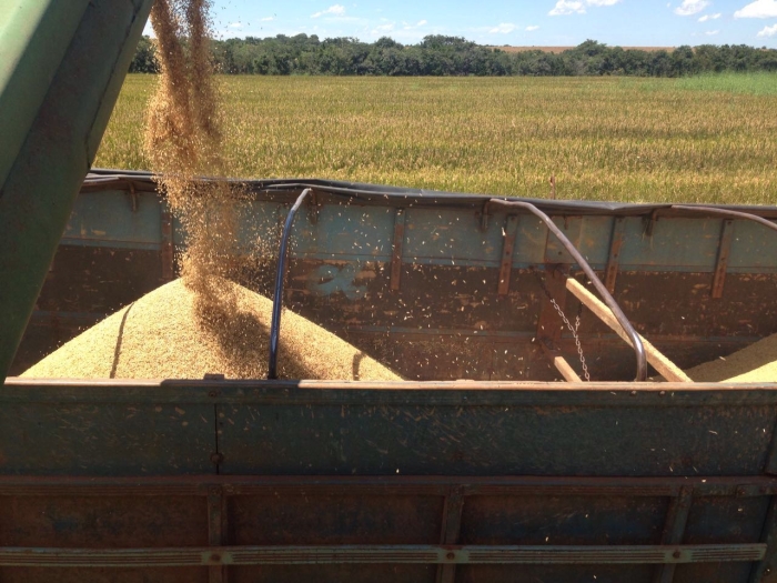 Imagem do dia - Colheita de arroz em Paranatinga (MT)