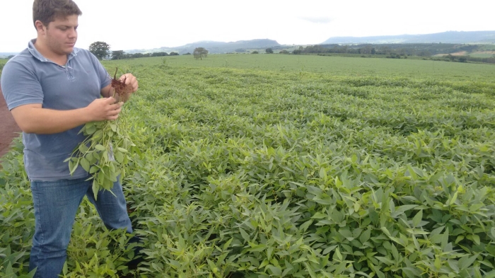 Imagem do dia - Lavoura de soja em São Tomás de Aquino (MG), na Fazenda dos Irmãos Moretti