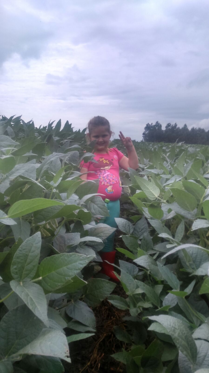 Imagem do dia - Lavoura de soja em Coronel Vivida (PR), do produtor Mateus Capelin