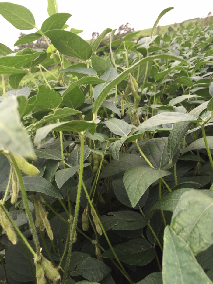 Imagem do dia - Lavoura de soja em Perobal (PR), dos produtores Valdecir e José Moreira