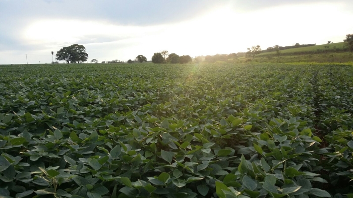 Imagem do dia - Lavoura de soja em Mesópolis (SP). Enviado por Edivaldo de Jesus Manttuy
