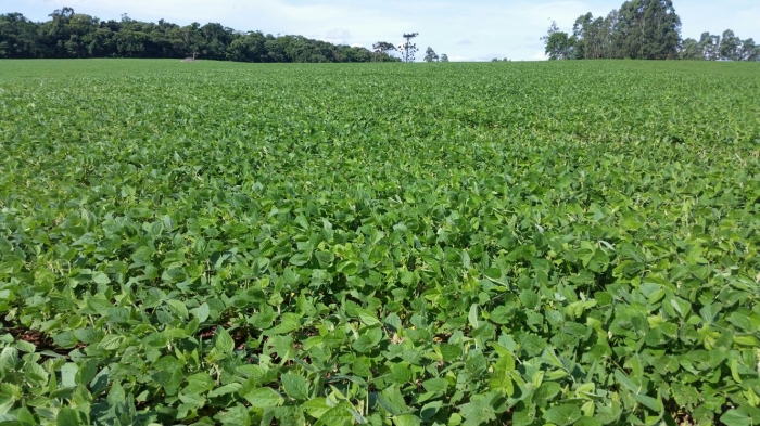 Imagem do dia - Lavoura de soja na Fazenda São Gênesio, em Congonhinhas (PR), dos produtores Urquiza e Gatti. Enviado pelo Engenheiro Agrônomo Fabio Miyamoto