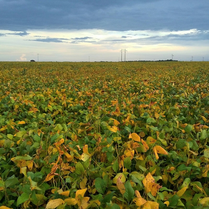 Imagem do dia - Lavoura de soja em Boa Vista (RR), enviado por Aluízio Nascimento da Silva