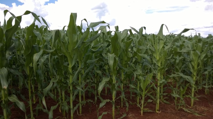 Imagem do dia - Lavoura de milho safrinha em Jataí (GO). Enviado pelo Engenheiro Agrônomo Hildo Antônio