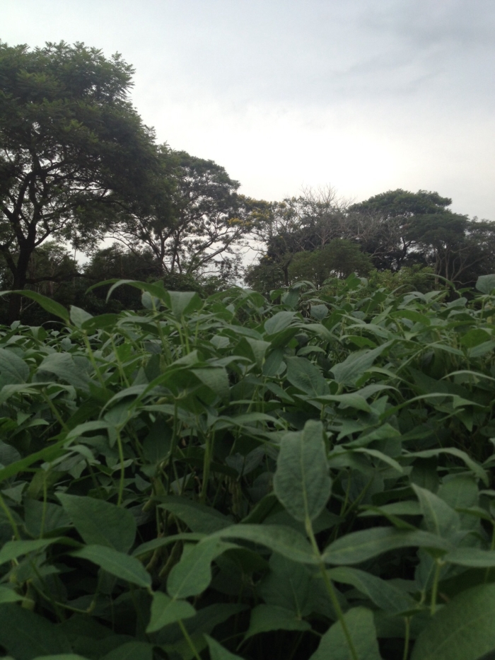 Imagem do dia - Lavoura de soja em Francisco Alves (PR). Enviado por Dirceu Sette