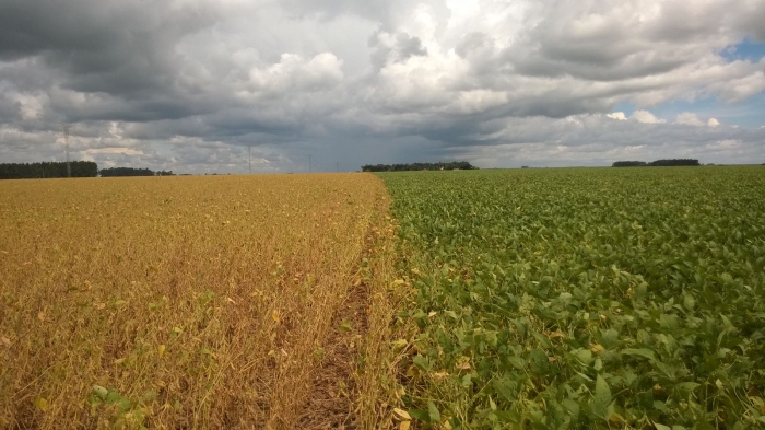 Imagem do dia - Lavoura de soja em Jataí (GO). Enviado pelo Engenheiro Agrônomo Hildo Antônio