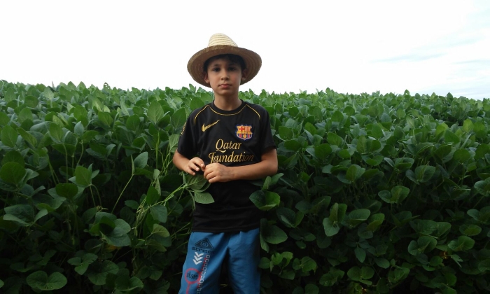 Imagem do dia - Lavoura de soja em Ipiranga do Sul (RS)