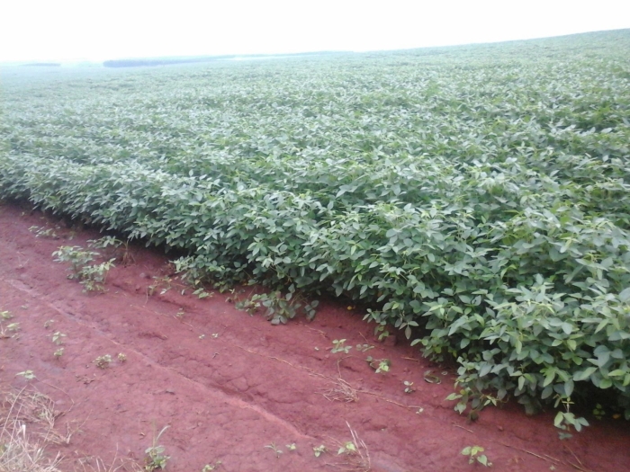 Imagem do dia - Lavoura de soja em Dourados (MS), do produtor Luciano Ferri