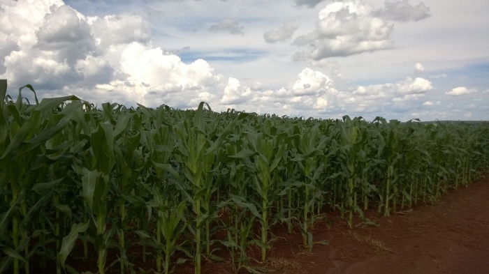 Imagem do dia - Lavoura de milho safrinha em Jataí (GO). Enviado pelo Engenheiro Agrônomo Hildo Antônio