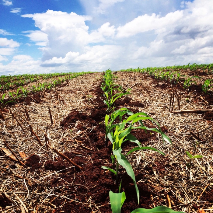 Imagem do dia - Lavoura de milho safrinha em Rancho Alegre (PR), na Fazenda Água Nova.