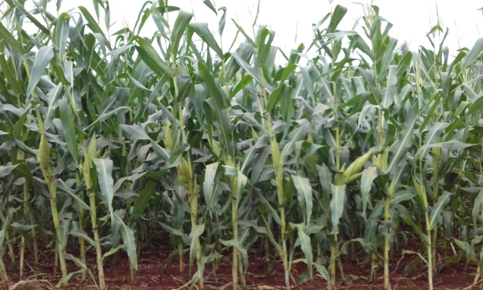 Imagem do dia - Lavoura de milho safrinha em Mercedes (PR), dos Irmãos Lucian