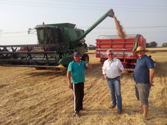Imagem do dia - Colheita de trigo em Pérola dOeste (PR), na propriedade Artur fritz. Enviado pelo Técnico Agrícola Laercio Cestani