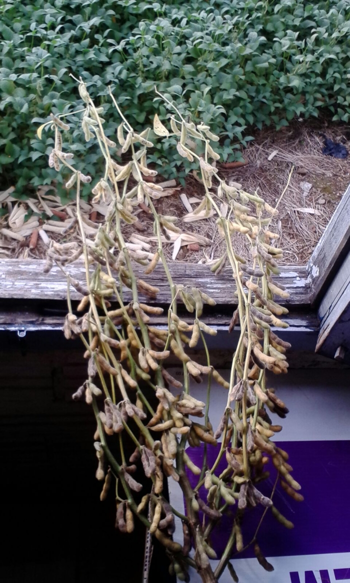 Imagem do dia - Soja em Ponte Preta (RS), do produtor Maximino Gresele