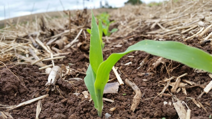 Imagem do dia - Lavoura de milho se recuperando após as fortes chuvas em Esmeralda (RS), do produtor Adelmo Womer da Silva. Enviado pelo Engenheiro Agrônomo Gustavo Dos Anjos