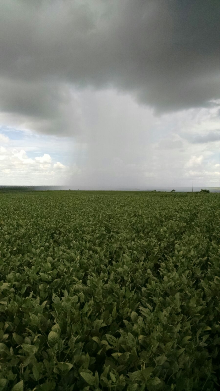 Imagem do dia - Lavoura de soja em Villa Ygatimi (PY). Enviado pelo Engenheiro Agrônomo Eduardo Kruczkevicz