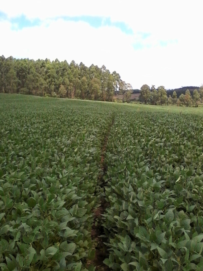 Imagem do dia - Lavoura de soja em Prudentópolis (PR), do produtor João Paulo Terlhuk