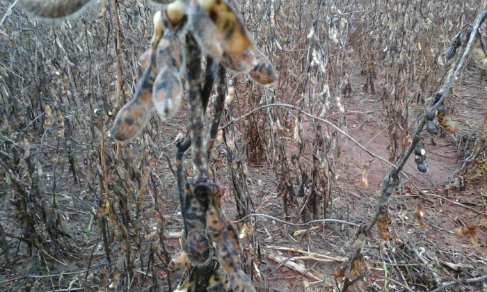 Imagem do dia - Lavoura de soja em Ivatuba (PR)