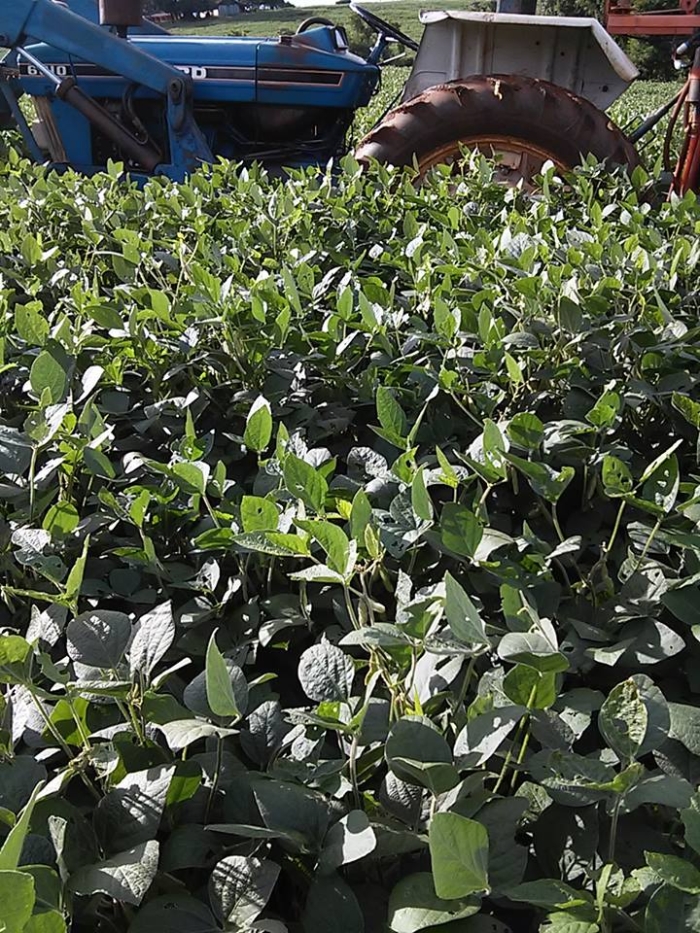 Imagem do dia - Lavoura de soja em Erval Seco (RS). Enviado por Alessandro Klaesener