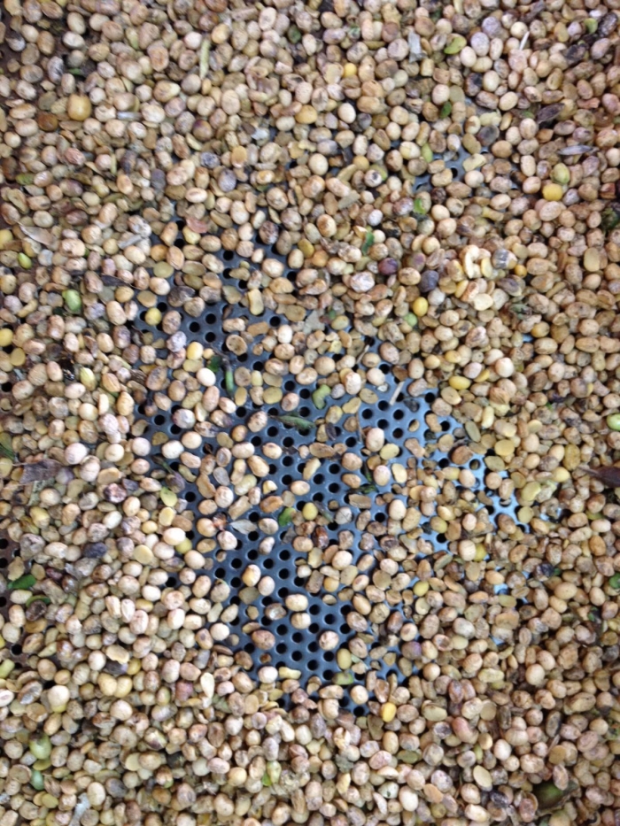 Imagem do dia - Soja em Maringá (PR), afetada pelas fortes chuvas na região