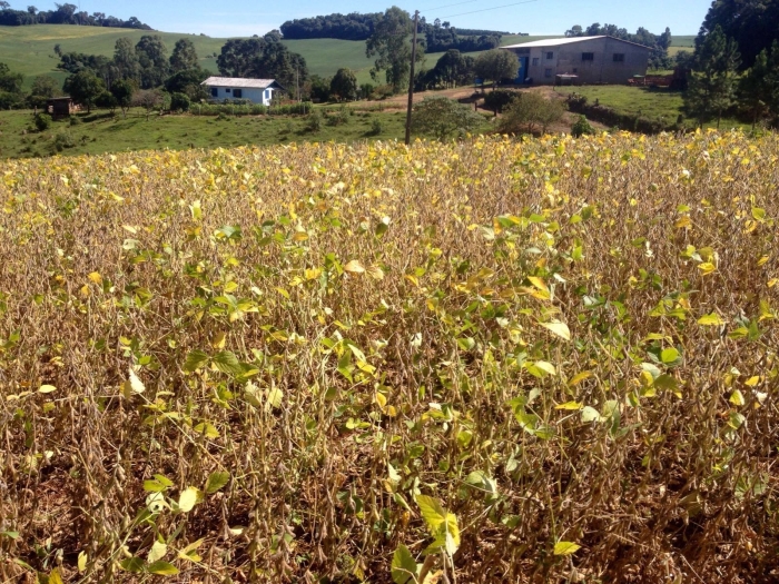 Imagem do dia - Lavoura de soja em Ibiaçá (RS), do produtor Lourenço Scariot
