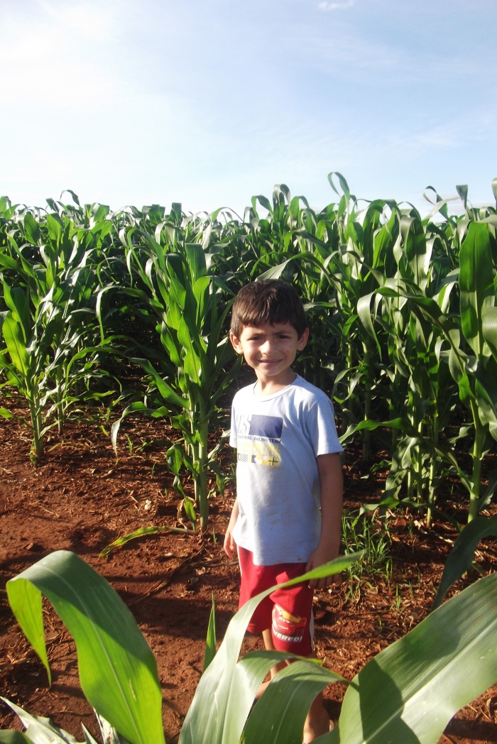 Imagem do dia - Júnior na lavoura de milho safrinha em Itambaracá (PR)