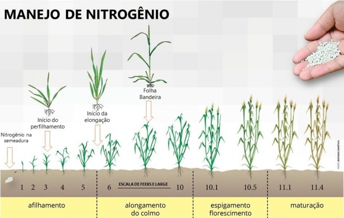 Fases em que o trigo responde a adubação nitrogenada na produtividade - Imagem: Biotrigo